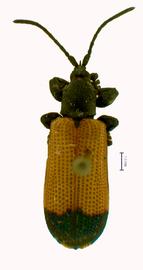   Aulostyrax  habitus. 